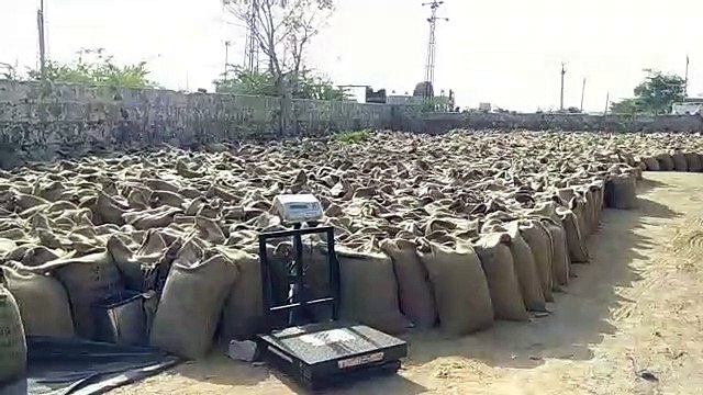 संकट में किसान, चार दिन से खुले में पड़ा किसान का गेहूं