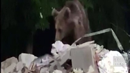 Aç boz ayı bahçeye girdi