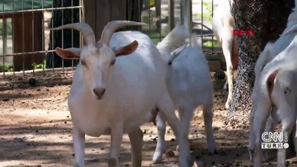 Hayvanat bahçesinin yeni üyeleri