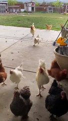 Chickens Come Running for Breakfast