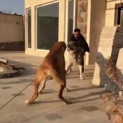 iRAN COBAN KOPEKLERiNE ATISMA - PERSiAN SHEPHERD DOGS VS