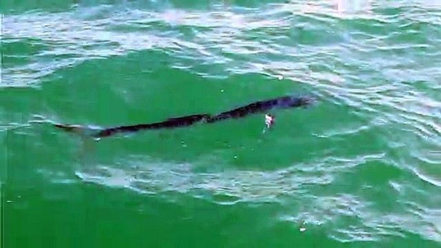 LE CAP D'AGDE - Un espadon de plus de 2 mètres observé à 200 mètres du rivage