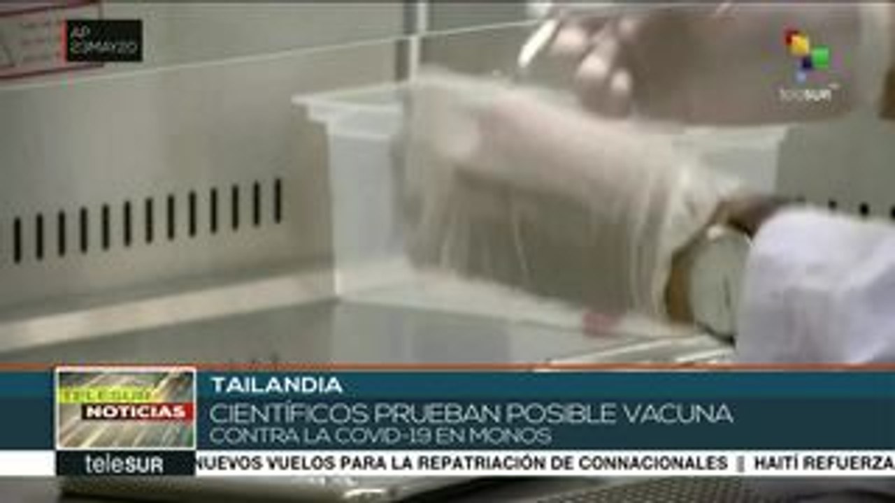 Tailandia: prueban en monos una posible vacuna contra la COVID-19