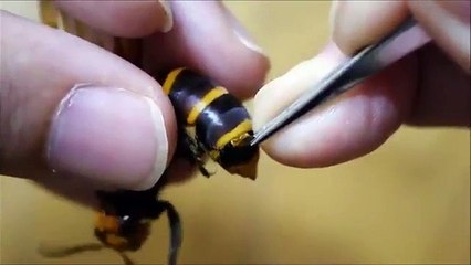 Enlever un parasite dans une guêpe vivante !