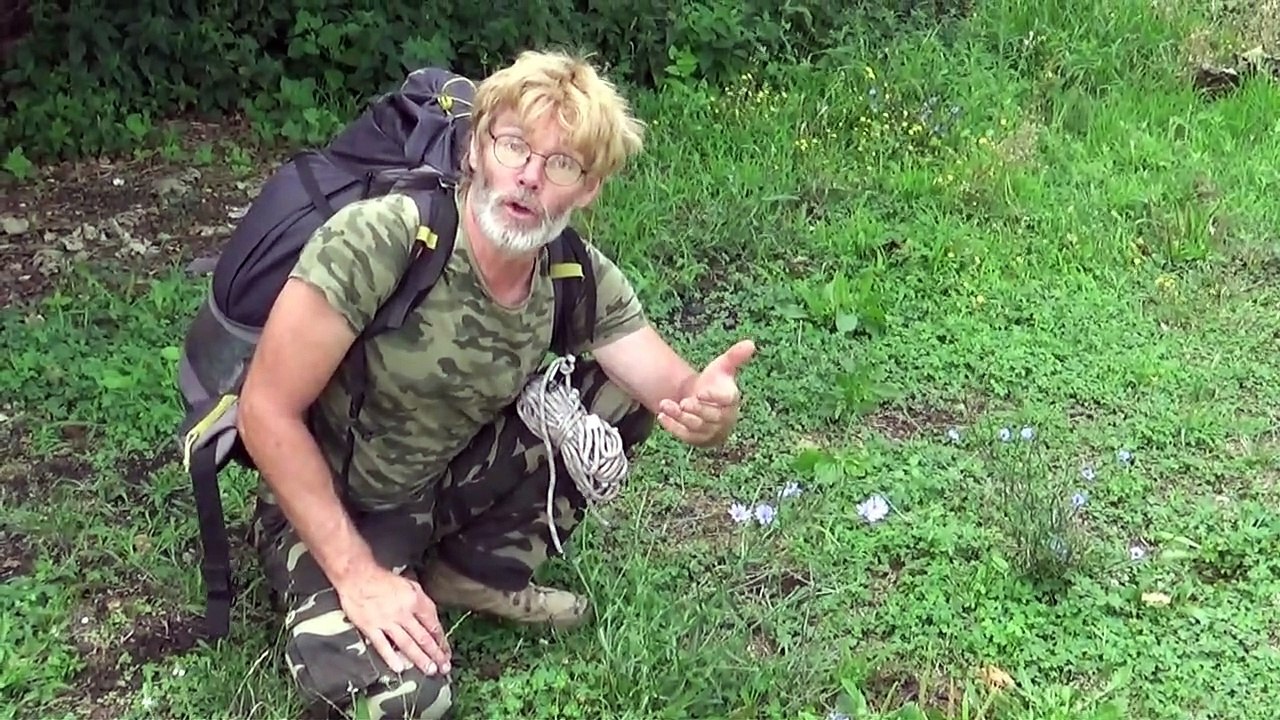La chicorée sauvage, plante de survie du matin