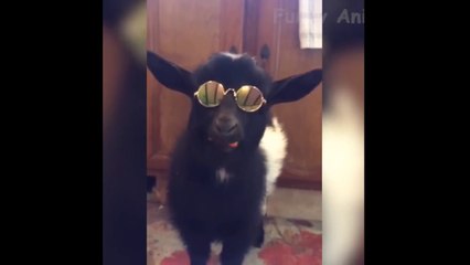 Try Not To Laugh For 2 Minute | Animals Are Very Funny