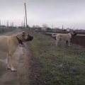 ANADOLU COBAN KOPEKLERi MERADA ASAYiS KONTROL - ANATOLiAN SHEPHERD DOGS