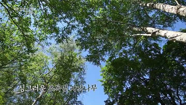 [UHD 다큐 풍경] 푸른 자연이 그린 수채화 - 횡성