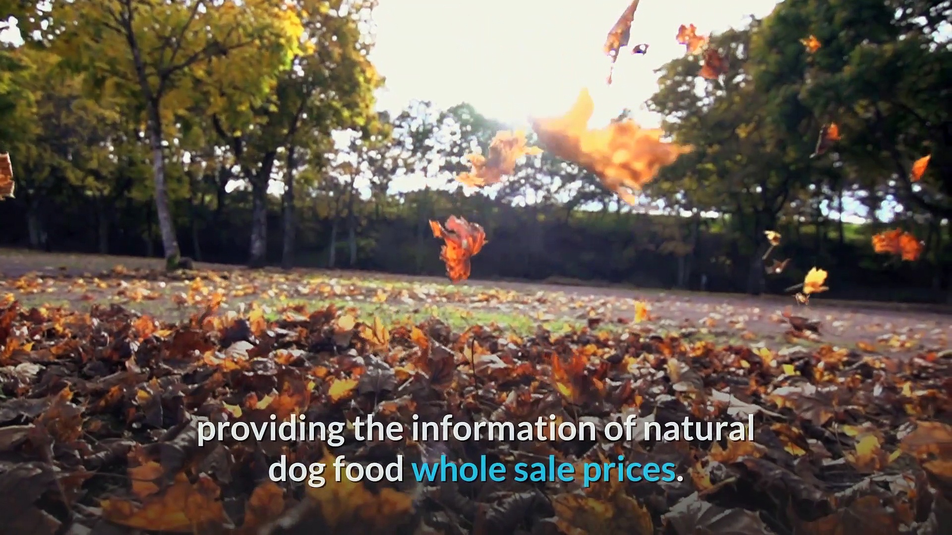 wholesale prices on natural dog food