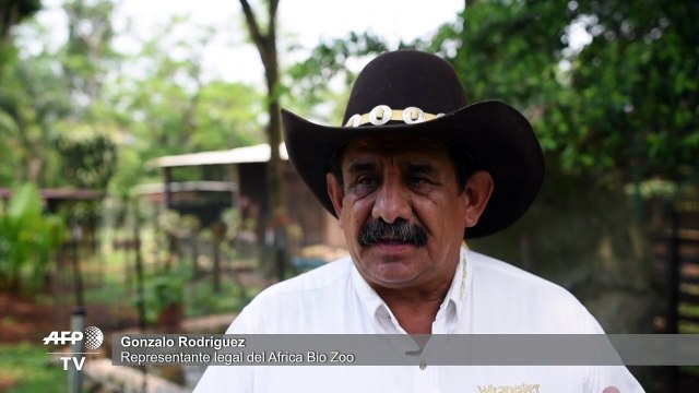 Pandemia y Cuarentena, dos pumas nacidos en zoo de México para ayudar a salvar su especie