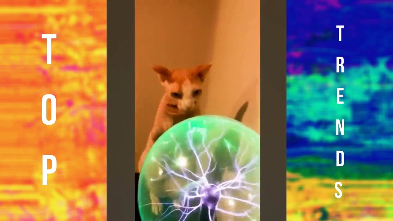 Top Trends #011- Chats Rigolo (funny Cats)
