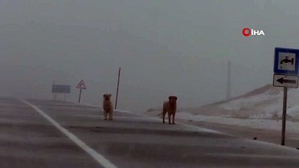Erzurum'a Ramazan Bayramı'nın İlk Günü Lapa Lapa Kar Yağdı