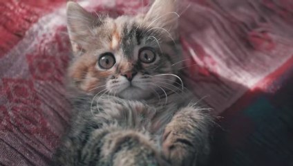 COVID-19 in CATS Can They Get It- Are They Contagious