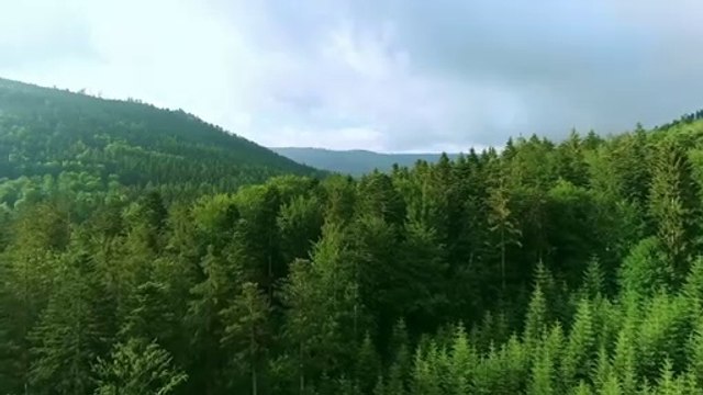 Sonidos relajantes de pájaros en el bosque con bellos paisajes naturales para meditar y dormir profundamente Día # 3 - Relaxing sounds of birds in the forest with beautiful natural landscapes for deep meditation and sleep Day # 3