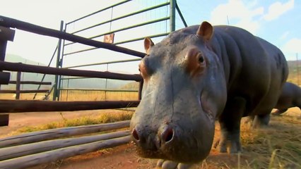 Las Bocas Más Grandes del Mundo Animal