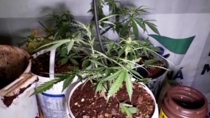 Polícia Militar prende homem com 6 pés de maconha no Santa Felicidade