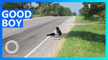 Grieving Dog Refuses to Leave His Sister's Body