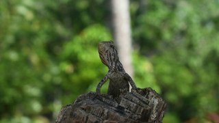 Female Garden Lizard | Download No Copyright HD Stock Video Footage | Beautiful Sri Lanka | #15