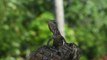 Female Garden Lizard | Download No Copyright HD Stock Video Footage | Beautiful Sri Lanka | #15