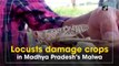 Locusts damage crops in Madhya Pradesh’s Malwa
