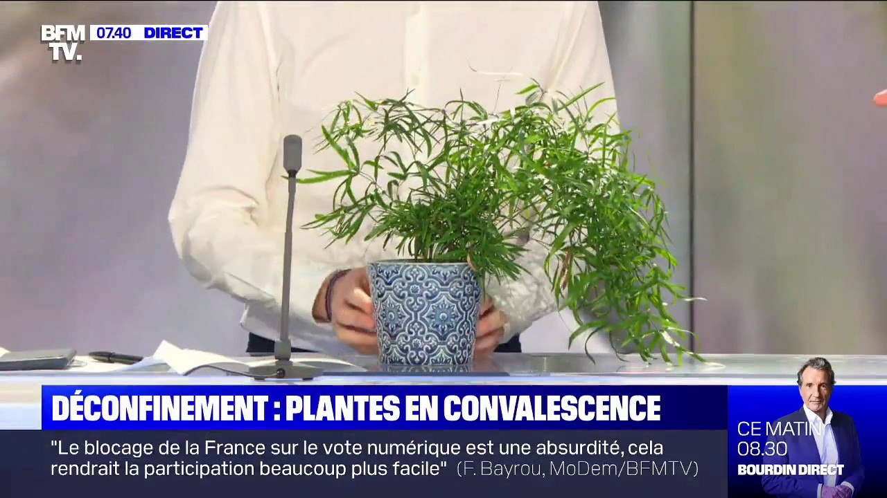 Un hôpital des plantes a ouvert pour soigner celles ayant souffert du confinement