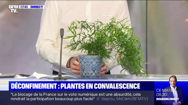 Un hôpital des plantes a ouvert pour soigner celles ayant souffert du confinement