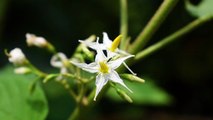 White Wild Flowers | Download Royalty Free HD Stock Video Footage | Beautiful Sri Lanka [Ceylon] |#17