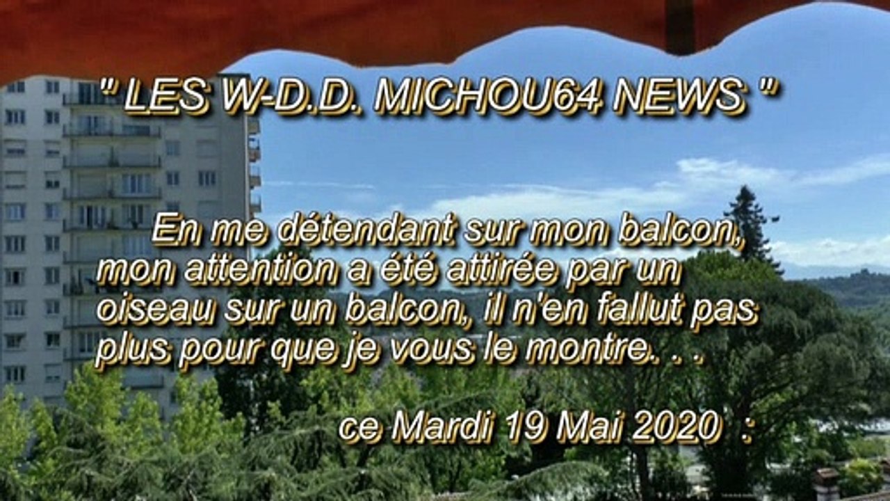 LES W-D.D. MICHOU64 NEWS - 19 ET 20 MAI 2020 - PAU - OBSERVATIONS D'UN OISEAU SUR UN BALCON ET SUR UN TOIT