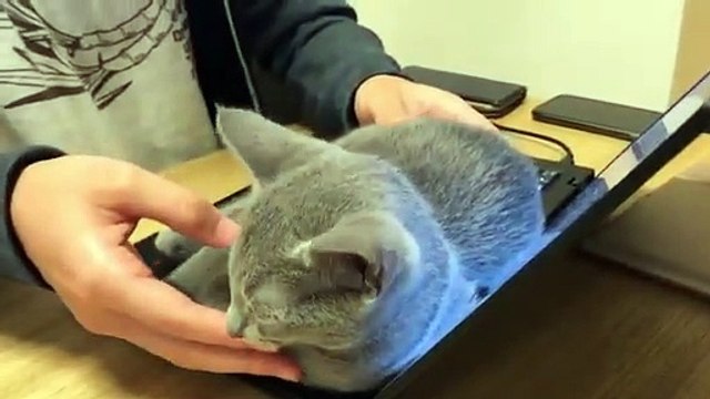 Ce chat n veut pas aller ailleurs