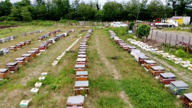 Servet değerinde 'arı sütü': Gramı 8, kilosu 8 bin TL