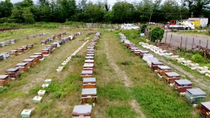 Servet değerinde 'arı sütü': Gramı 8, kilosu 8 bin TL