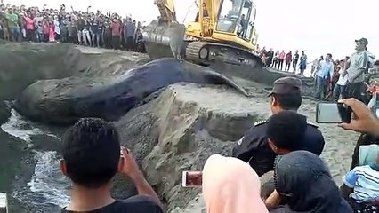 Whale vs Excavator - Burial of the World's Biggest Animals With Excavator