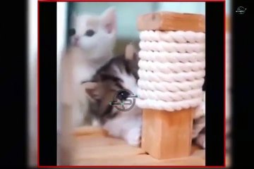 #1 cat amazing fun videos