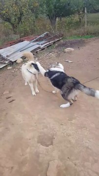 KAFKAS COBAN KOPPEKLERiNiN SEViMLi OYUNLARI - CAUCASiAN SHEPHERD DOGS PLAY GAME CUTE