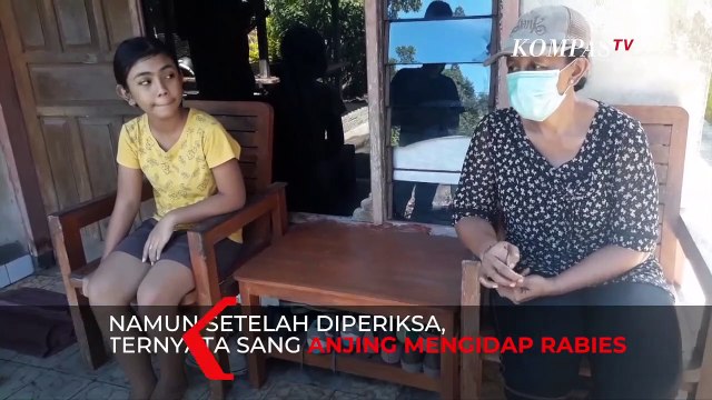 Anjing Peliharaan Mengigit Pemiliknya, Ternyata Mengidap Rabies