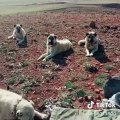 KANGAL COBAN KOPEKLERi GOREV BEKLiYOR - KANGAL SHEPHERD DOG at MiSSiON