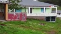 Nadir görülen vahşi vaşak yerleşim yerine indi