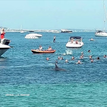 Un dauphin passe plusieurs minutes au milieu des baigneurs et des bateaux