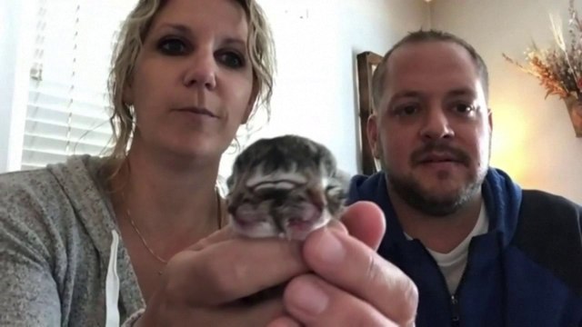 États-Unis: un chaton naît avec deux visages, mais ne survit pas