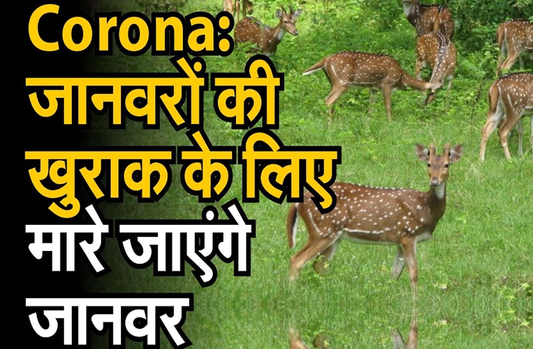 कोरोना वायरस की मार  जानवरों पर भी