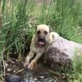 ASLAN COK SUSAMIS - ANATOLiAN SHEPHERD DOG DRiKiNG WATER