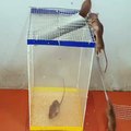 Voici une solution très prometteuse pour attirer les souris : une boite attrape-souris.