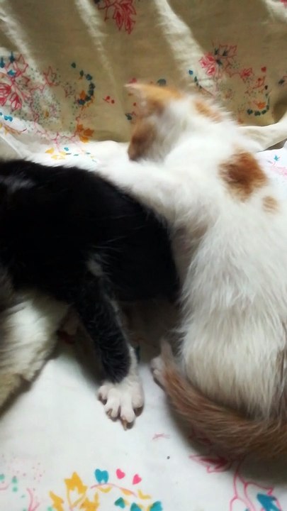 Angle Kitty Wants Breastfeeding