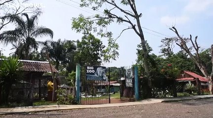 Deux jeunes pumas, nouvelle attraction du zoo de Córdoba, au Mexique