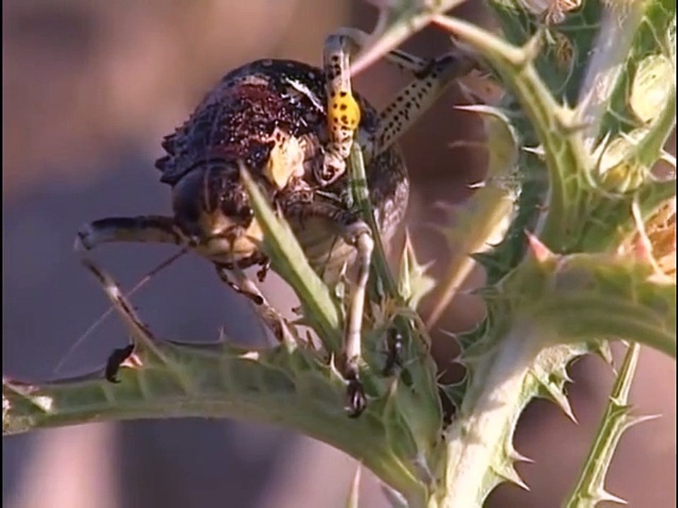 Les petites créatures du désert - documentaire animalier