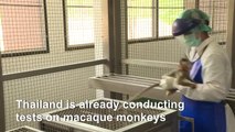 Thailand trials coronavirus vaccine on monkeys