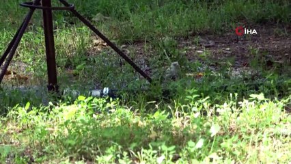 Doğada nadir görülen beyaz serçe Osmaniye’de görüntülendi