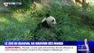 Les pandas du zoo de Beauval attendent le retour des visiteurs dès le 2 juin