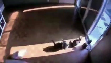 Скачать видео: Ces chats suivent les mouvements du soleil pour leur sieste