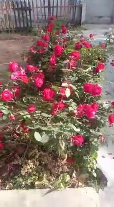 VID-20200529-WA0003